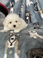 Cotton, a male Maltese for sale in Fort Myers, FL – 5 of 8