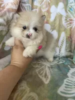 Pork chop, a male Pomeranian for sale in Fort Myers, FL – Photo 3 of 7