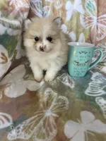 Pork chop, a male Pomeranian for sale in Fort Myers, FL – Photo 2 of 7