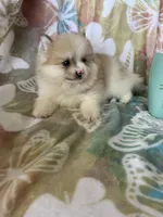 Pork chop, a male Pomeranian for sale in Fort Myers, FL – Photo 7 of 7