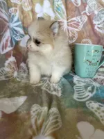 Pork chop, a male Pomeranian for sale in Fort Myers, FL – Photo 4 of 7
