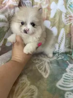 Pork chop, a male Pomeranian for sale in Fort Myers, FL – Photo 5 of 7