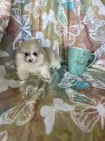 Pork chop, a male Pomeranian for sale in Fort Myers, FL – Photo 6 of 7