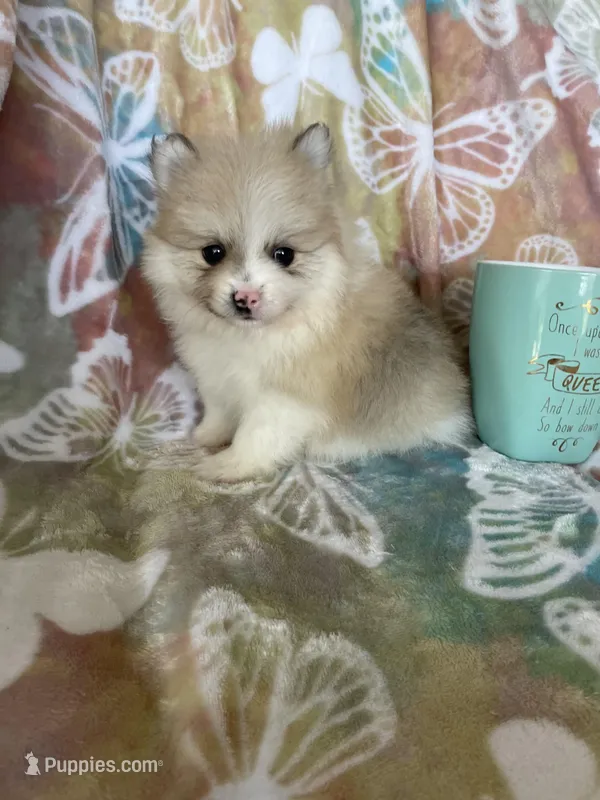 Pork chop – Pomeranian puppy for sale in Fort Myers, FL
