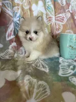 Pork chop, a male Pomeranian for sale in Fort Myers, FL – Photo 1 of 7