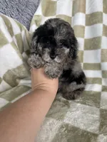Biscuit , a male Poodle - Toy  for sale in Fort Myers, FL – 5 of 7