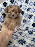 Gizmo, a male Shihpoo for sale in Fort Myers, FL – 2 of 9