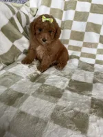 Ginger , a female Poodle - Toy  for sale in Fort Myers, FL – 6 of 6