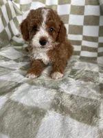Cinnamon , a male Poodle - Toy  for sale in Fort Myers, FL – 6 of 7