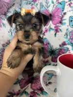 Gigi, a female Yorkshire Terrier for sale in Fort Myers, FL – 6 of 10