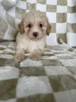 Enzo, a male Poodle - Toy  for sale in Fort Myers, FL – 5 of 7
