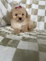 Stella , a female Poodle - Toy  for sale in Fort Myers, FL – 5 of 7