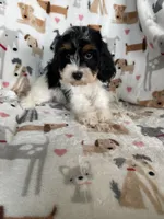 Biscuit , a male Cavapoo for sale in Fort Myers, FL – 2 of 6