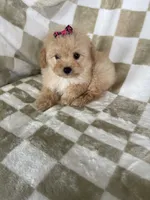 Stella , a female Poodle - Toy  for sale in Fort Myers, FL – 7 of 7