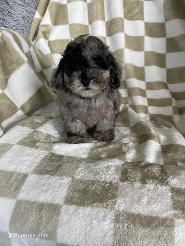 Biscuit  – Poodle - Toy  puppy for sale in Fort Myers, FL