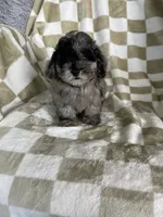 Biscuit , a male Poodle - Toy  for sale in Fort Myers, FL – 1 of 7
