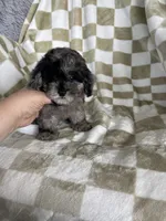 Biscuit , a male Poodle - Toy  for sale in Fort Myers, FL – 6 of 7