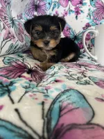 Oakley , a male Yorkshire Terrier for sale in Fort Myers, FL – 8 of 9
