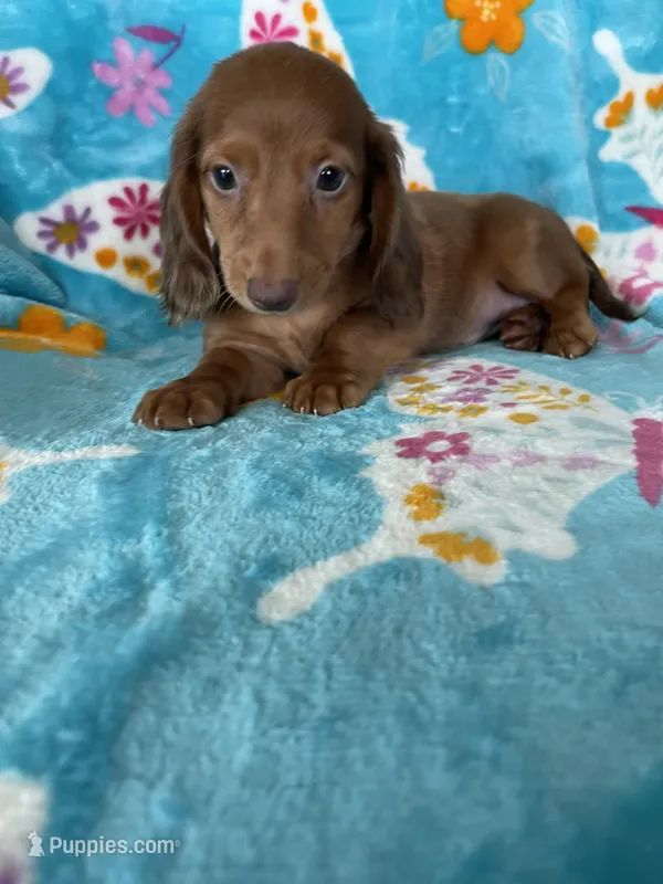 Toffee – Miniature Dachshund puppy for sale in Fort Myers, FL