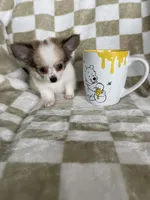 Scotty , a male Chihuahua for sale in Fort Myers, FL – 4 of 6