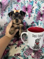 Gigi, a female Yorkshire Terrier for sale in Fort Myers, FL – 8 of 10