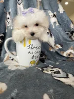 Teacup Dove, a female Maltese for sale in Fort Myers, FL – 6 of 6