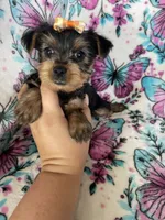 Gigi, a female Yorkshire Terrier for sale in Fort Myers, FL – 2 of 10