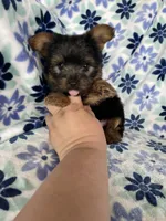 Teacup Peanut , a male Yorkshire Terrier for sale in Fort Myers, FL – 2 of 8
