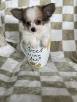 Scotty , a male Chihuahua for sale in Fort Myers, FL – 2 of 6