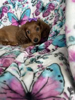 Sadie, a female Miniature Dachshund for sale in Fort Myers, FL – 4 of 8
