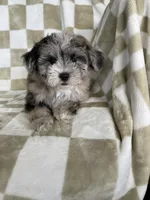 Cosmo, a male Maltipoo for sale in Fort Myers, FL – 2 of 5