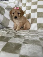 Phoebe , a male Miniature Goldendoodle for sale in Fort Myers, FL – 2 of 7