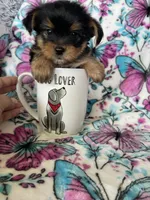 Chewy , a male Yorkshire Terrier for sale in Fort Myers, FL – 9 of 9