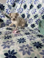 Leah , a female Chihuahua for sale in Fort Myers, FL – Photo 5 of 7