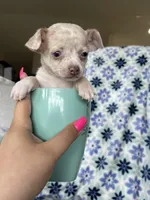 Leah , a female Chihuahua for sale in Fort Myers, FL – Photo 4 of 7