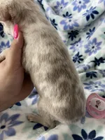 Leah , a female Chihuahua for sale in Fort Myers, FL – Photo 7 of 7