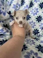 Leah , a female Chihuahua for sale in Fort Myers, FL – Photo 3 of 7