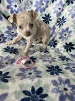 Leah , a female Chihuahua for sale in Fort Myers, FL – Photo 6 of 7