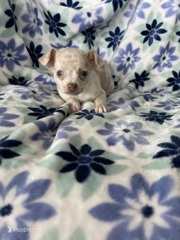 Leah  – Chihuahua puppy for sale in Fort Myers, FL