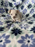 Leah , a female Chihuahua for sale in Fort Myers, FL – Photo 1 of 7