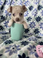 Leah , a female Chihuahua for sale in Fort Myers, FL – Photo 2 of 7