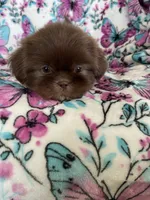 Dewey, a male Shih Tzu for sale in Fort Myers, FL – 5 of 8
