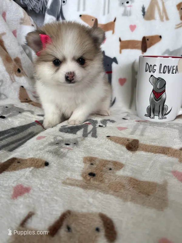 Buttercup  – Pomeranian puppy for sale in Fort Myers, FL