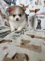 Buttercup , a female Pomeranian for sale in Fort Myers, FL – 4 of 7