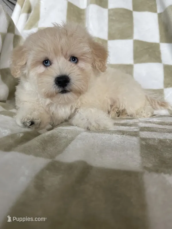 Milo – Maltipoo puppy for sale in Fort Myers, FL
