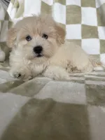 Milo, a male Maltipoo for sale in Fort Myers, FL – 1 of 7