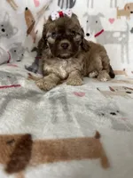 Penny, a female Cavapoo for sale in Fort Myers, FL – 5 of 7