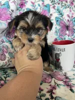 Ziggy, a male Yorkshire Terrier for sale in Fort Myers, FL – 2 of 8