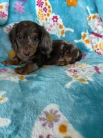 Spot, a male Miniature Dachshund for sale in Fort Myers, FL – 7 of 8