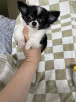 Bandit, a male Chihuahua for sale in Fort Myers, FL – 2 of 8